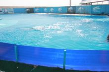 Dolfina-2